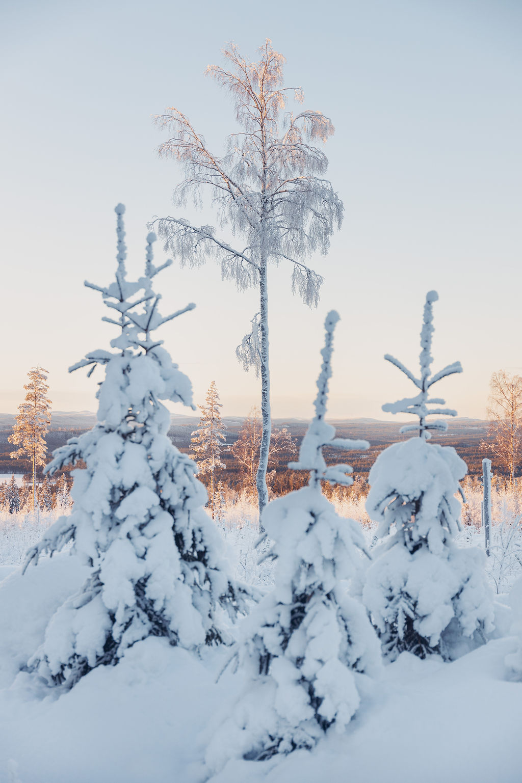 Frostiga björkar i vintergryning